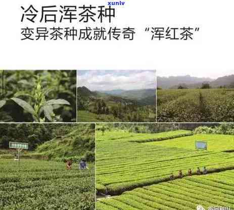 湖北恩硒红茶价格，探究湖北恩硒红茶的价格与品质