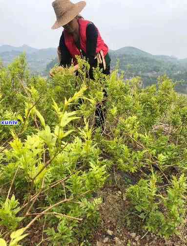 张家界天门郡莓茶基地： *** 号码与老板信息全览