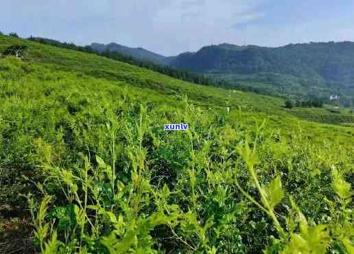 张家界天门郡莓茶基地： *** 号码与老板信息全览