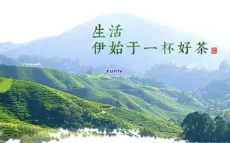 大悟悟道茶市场价格，探秘大悟悟道茶市场价格，了解其价值与价格关系