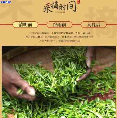 州富阳安顶云雾茶多少一斤，安顶云雾茶：州富阳特产，每斤价格多少？