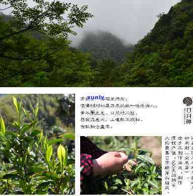 武夷山日月神茶业，探秘武夷山：日月神茶业的传奇故事与精技艺