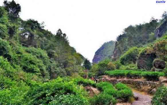 武夷山日月神茶业，探秘武夷山：日月神茶业的传奇故事与精技艺