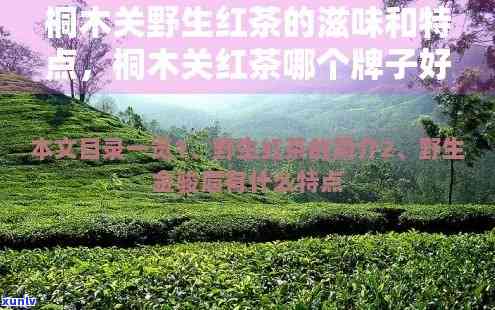 探索桐木关野生红茶的滋味与特点：口感解析与评价