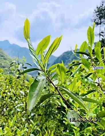 探索桐木关野生红茶的滋味与特点：口感解析与评价