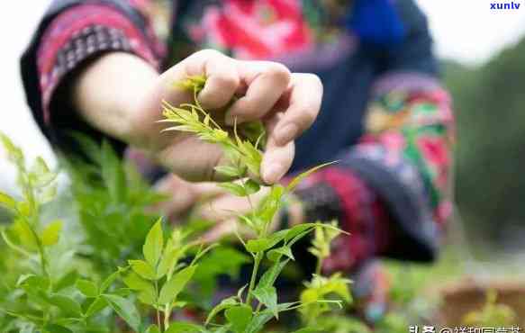 芽尖莓茶价格多少？旅行途中也要关注！