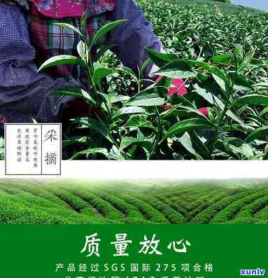 印记高山茶价格-印记4高冷茶价格