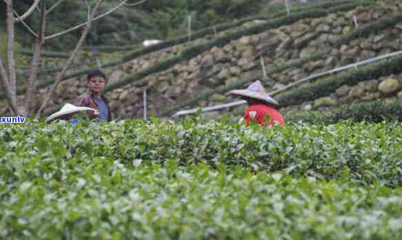 阿里山冬茶价格-阿里山冬茶价格多少