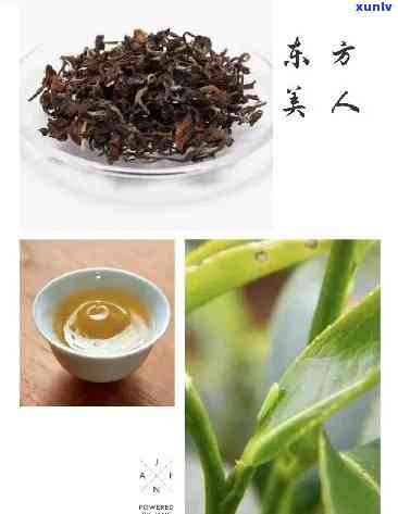 东方美人茶品鉴体验：深度探索香气与口感的世界