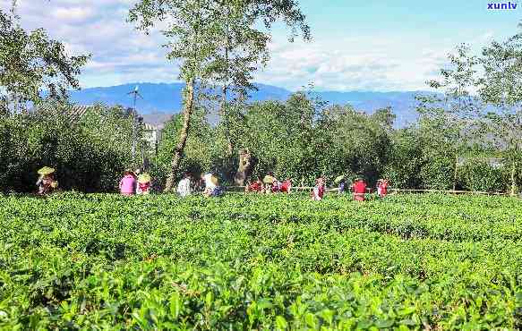 腾冲高贡山茶博园简介，探秘云南腾冲高贡山茶博园：一次别开生面的茶叶文化之旅