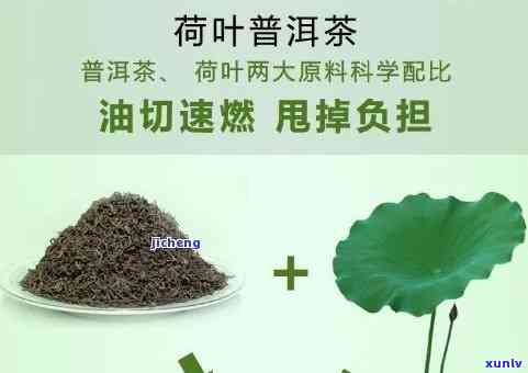 淮阳荷叶茶价格全揭秘：多少钱一斤？最新报价在此！