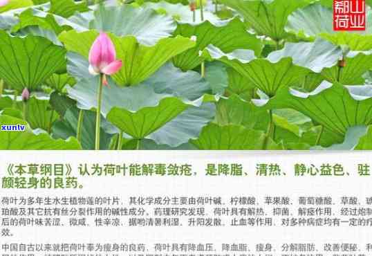 淮阳荷叶茶价格全揭秘：多少钱一斤？最新报价在此！