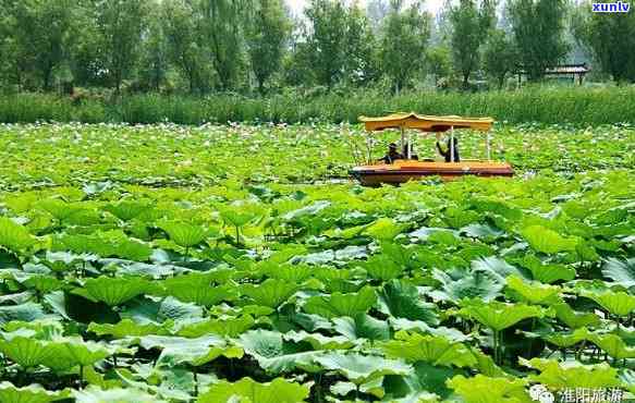 探寻淮阳之美：龙湖荷叶茶、荷花图片与航拍视频全览