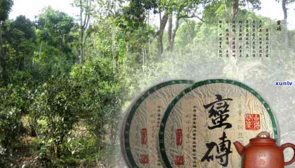 胜利古道问茶的价格-胜利古道问茶的价格是多少