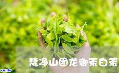 梵净山团龙贡茶价格-梵净山团龙贡茶价格多少