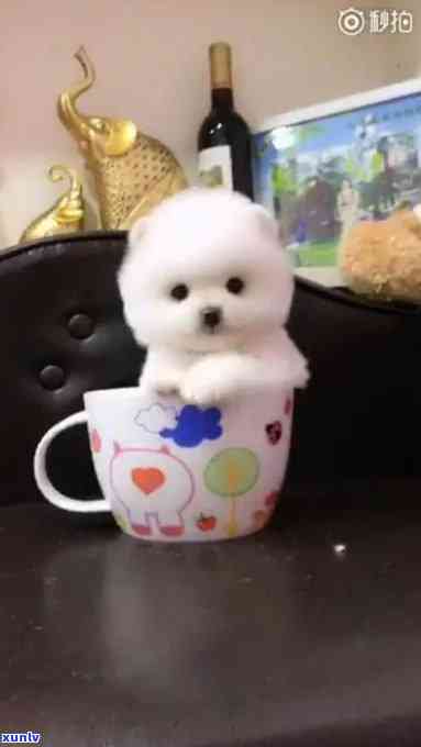 茶杯犬 价格，萌翻你的小世界：茶杯犬的价格一览