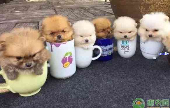 茶杯犬价格一览表图-茶杯犬 价格