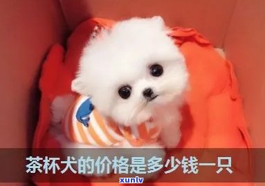 茶杯犬价格一览表图-茶杯犬 价格