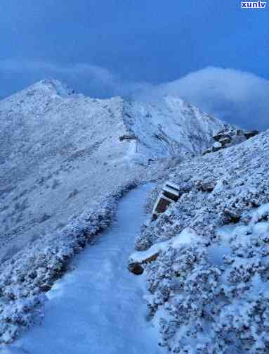 品金丝大雪山如何，揭秘品金丝大雪山：一场味觉与视觉的宴