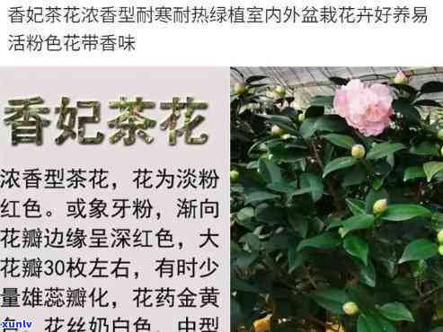 香妃茶花图片及价格表，【香妃茶花】图片欣与价格一览表