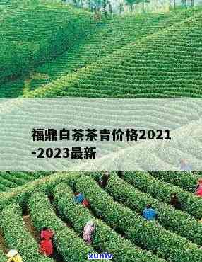 2021茶青价格，2021年茶青市场价格走势分析与预测