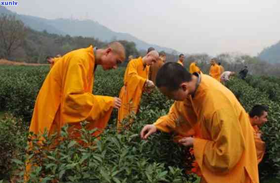 石门山禅茶的由来-石门山禅茶的由来和历