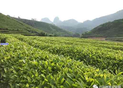 大印山茶厂：揭秘其所属山头及优质茶叶