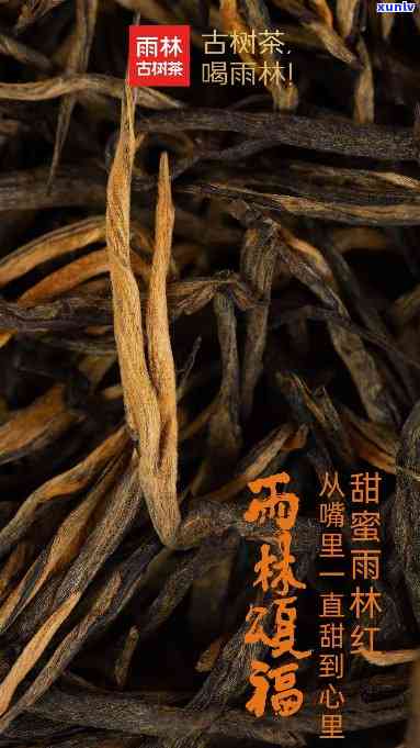 雨林颂福茶最新价格-雨林颂福茶最新价格表