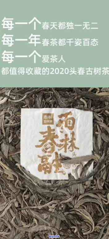 雨林古茶坊贤藏价格-雨林古茶坊茶叶价格