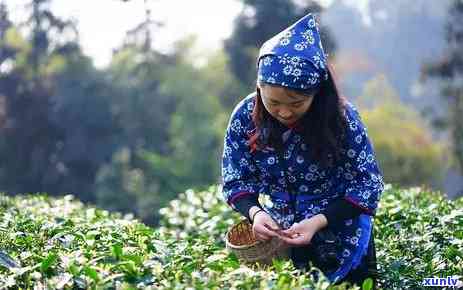 古木老茶树：图片大全与养护指南