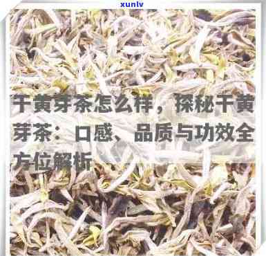 黄芽茶好喝吗？知乎上有人评价其口感及是否有