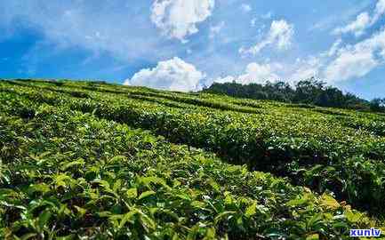 红沱茶是什么茶，揭示红沱茶的秘密：这是一种什么茶？