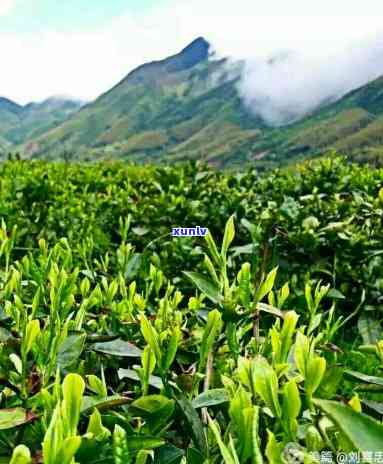 探索安化芙蓉山茶叶：特点、成分与产地解析