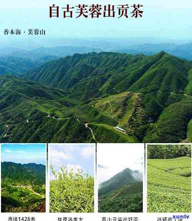 安化芙蓉山贡茶价格-安化芙蓉山贡茶价格多少