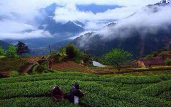 景明茶介绍，探秘中国浙江：了解景明茶的历与文化