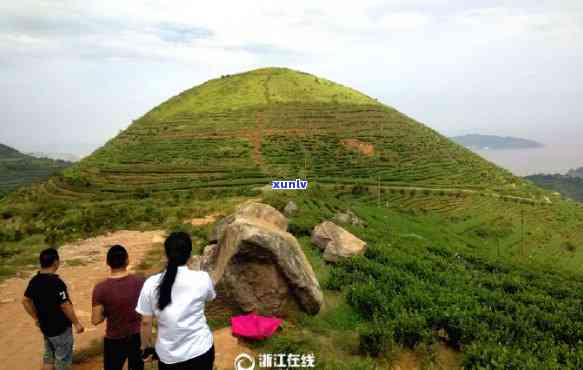 玉环火山茶什么价格卖，玉环火山茶的市场价格是多少？