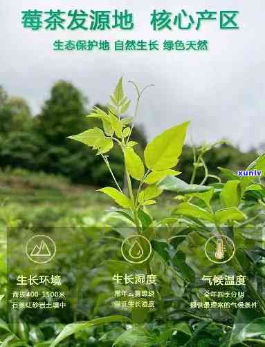 土家贡莓茶什么价格-土家贡莓茶什么价格能喝