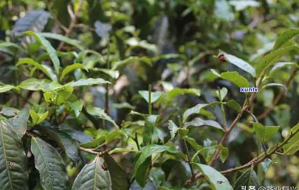 云南苦聪生态茶，品味云南独特风味：探究苦聪生态茶的魅力