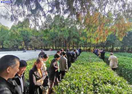 浮来青茶属于什么茶，探秘茶叶世界：浮来青茶属于哪一类？