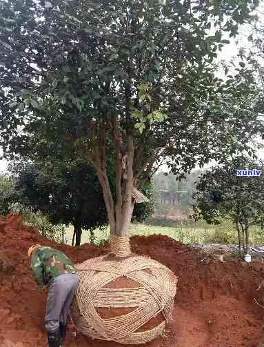 10公分的茶花树价格：凶树还是吉树？哪种树最适合镇宅？