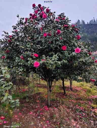 10公分茶花树价格-10公分茶花树价格多少