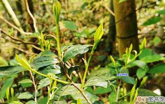 大埔西岩野山茶价格多少？详细解析每斤的价格