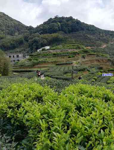 州大埔西岩山茶价格，州大埔西岩山茶：品味自然的馈赠，探索其市场价格