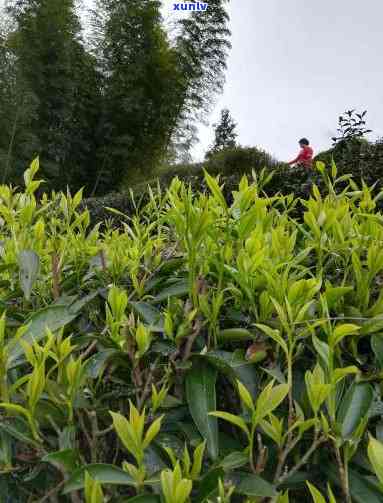 州大埔西岩山茶价格，州大埔西岩山茶：品味自然的馈赠，探索其市场价格