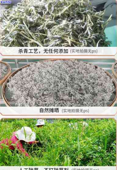 张家界正宗莓茶价格表及图片