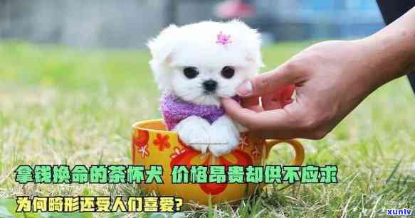 世界上最贵的茶杯犬，惊！世界上最贵的茶杯犬价值连城，你见过吗？