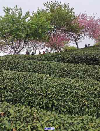 漳平永福高山茶价格，深度解析：漳平永福高山茶的价格趋势与市场前景