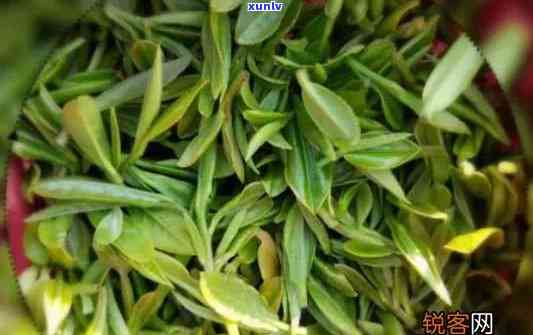 高山茶多少钱，价格查询：高山茶多少钱？