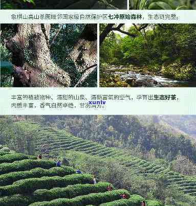 永福高山茶价格-永福高山茶250克价格