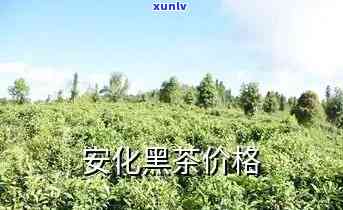 安化三级黑茶多少钱一斤，安化三级黑茶市场价格：每斤多少钱？